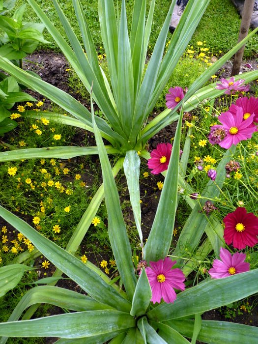 Furcraea bedinghausii